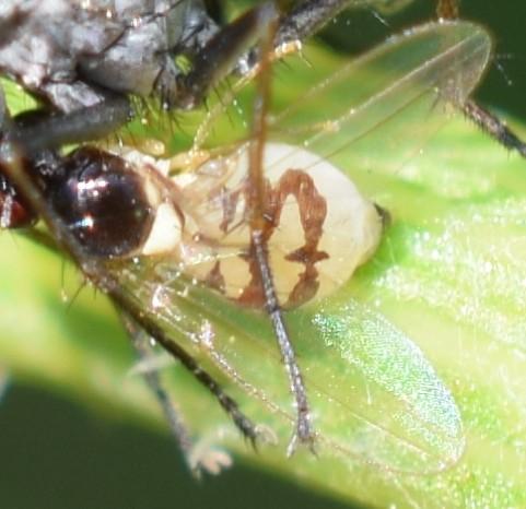 Asteia amoena